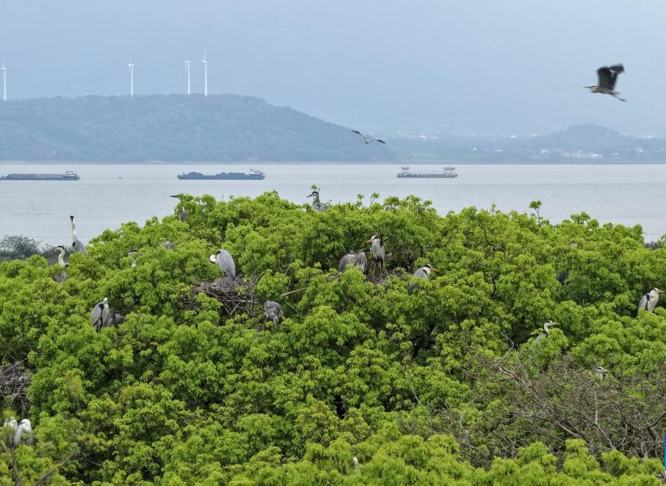 XisMoments's tweet image. In Dazizui village, #Jiangxi province, more than 8,000 grey herons have made a lakeside grove their home.

Thanks to its rich wetlands and lush greenery, the village has become an ideal habitat and since 1998 it has been known as the "grey heron village". #EcoChina #Biodiversity