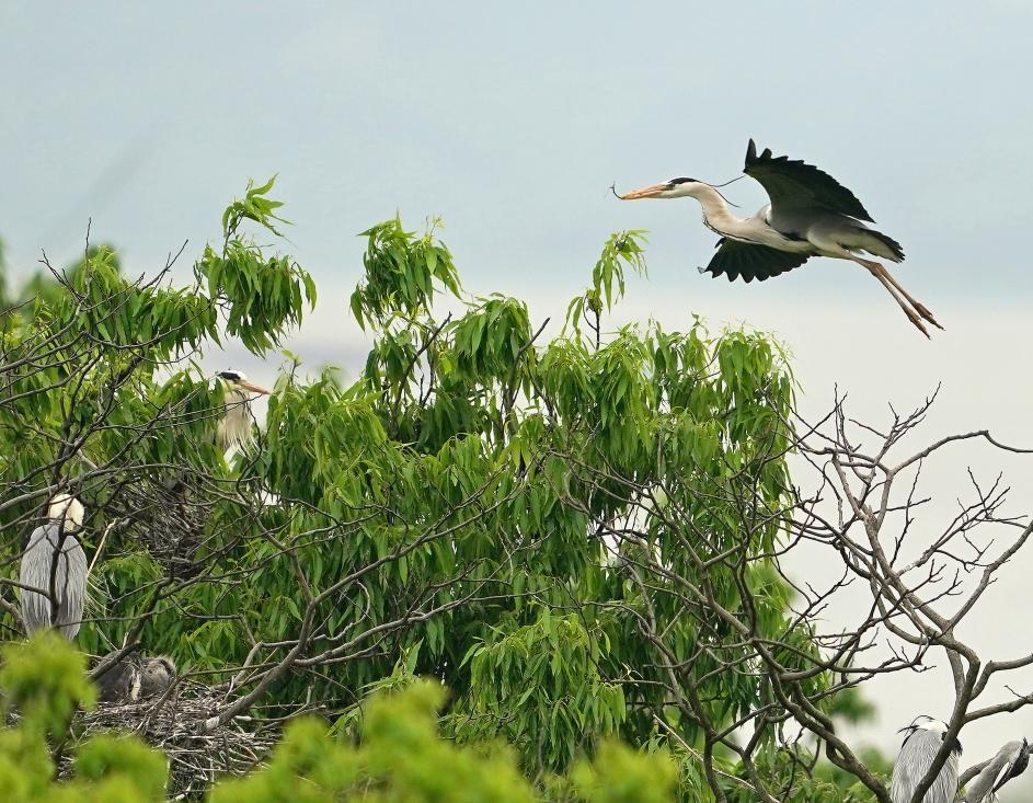 XisMoments's tweet image. In Dazizui village, #Jiangxi province, more than 8,000 grey herons have made a lakeside grove their home.

Thanks to its rich wetlands and lush greenery, the village has become an ideal habitat and since 1998 it has been known as the "grey heron village". #EcoChina #Biodiversity