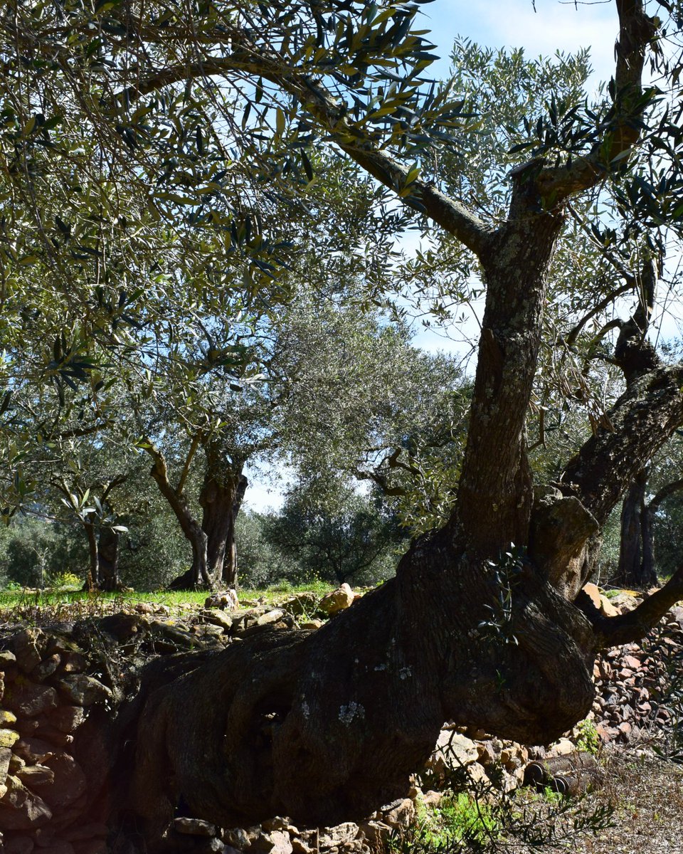 Oli de l'Empordà tweet media