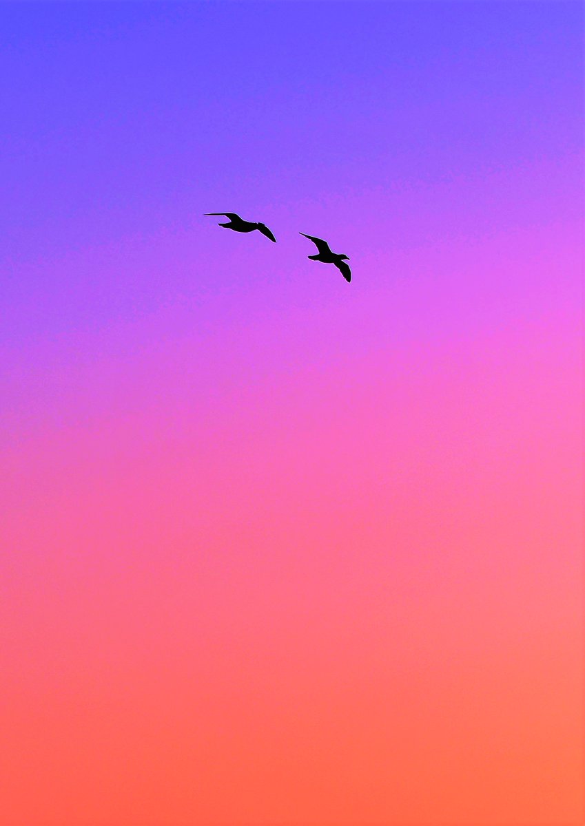 koroの小さな部屋・・🌇☆🌌 tweet media