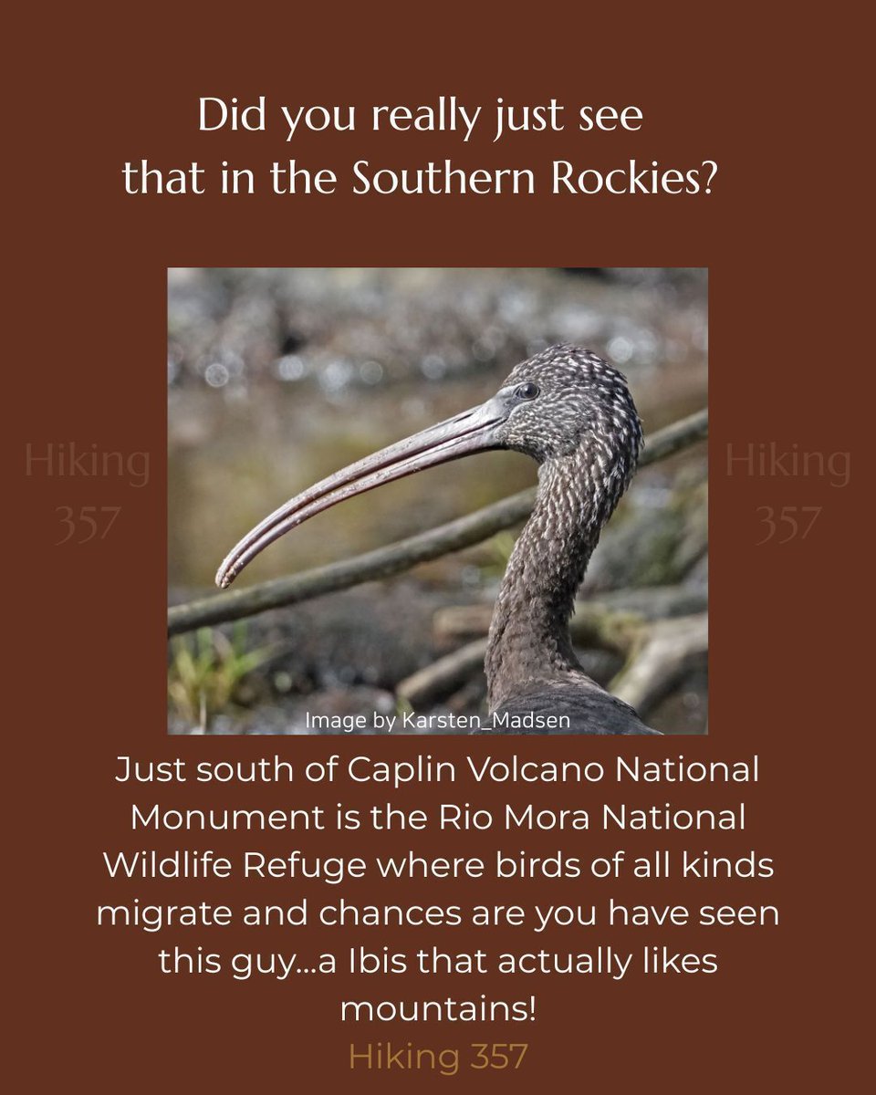 Hiking357's tweet image. Early bird gets the worm... #hiking #camping #birding