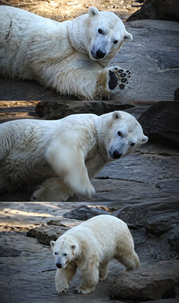 よしけん。 tweet media