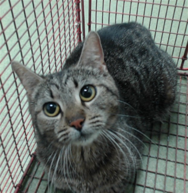 Ally Catmom tweet media