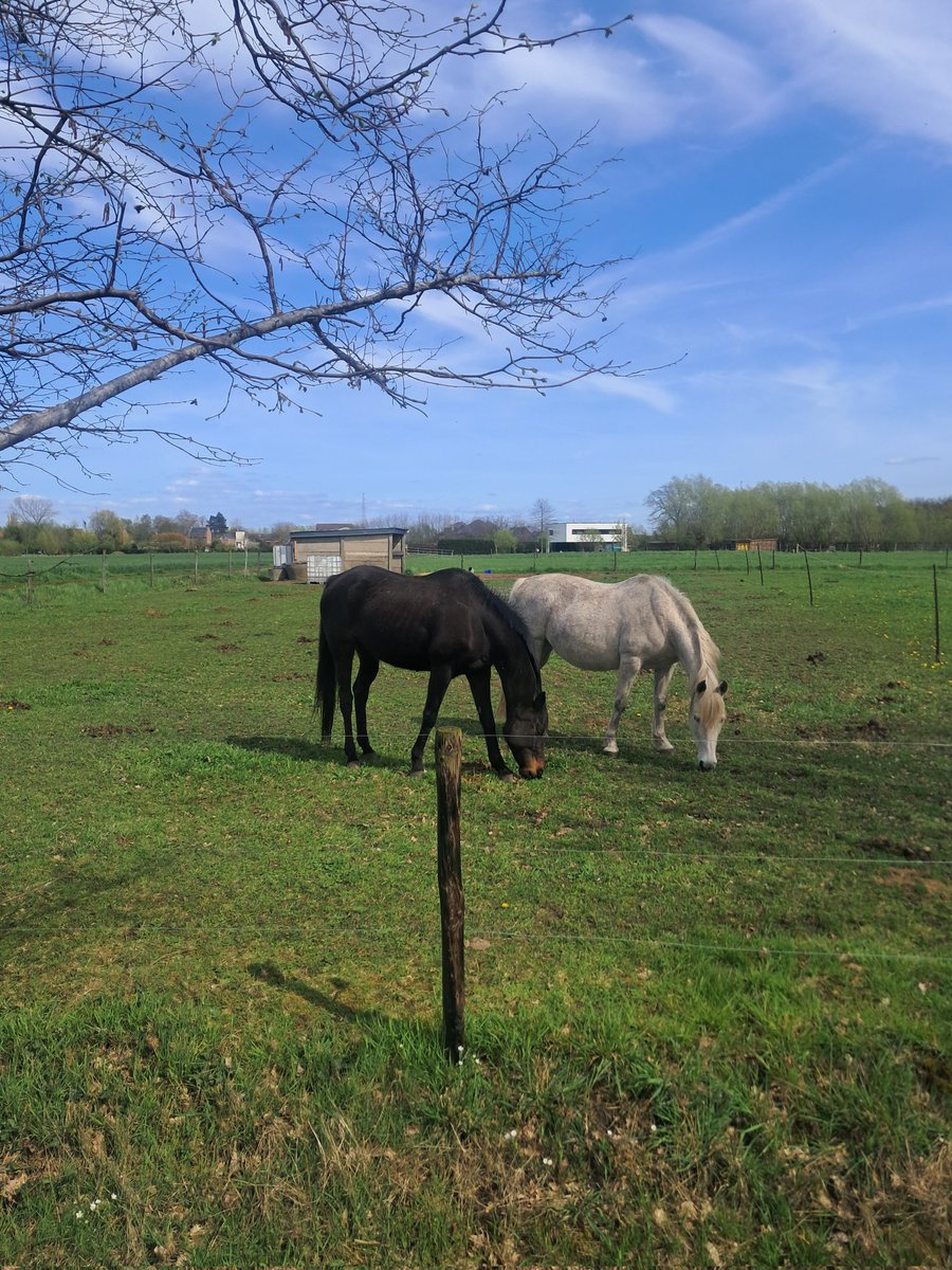 Belgonerd1's tweet image. #horses