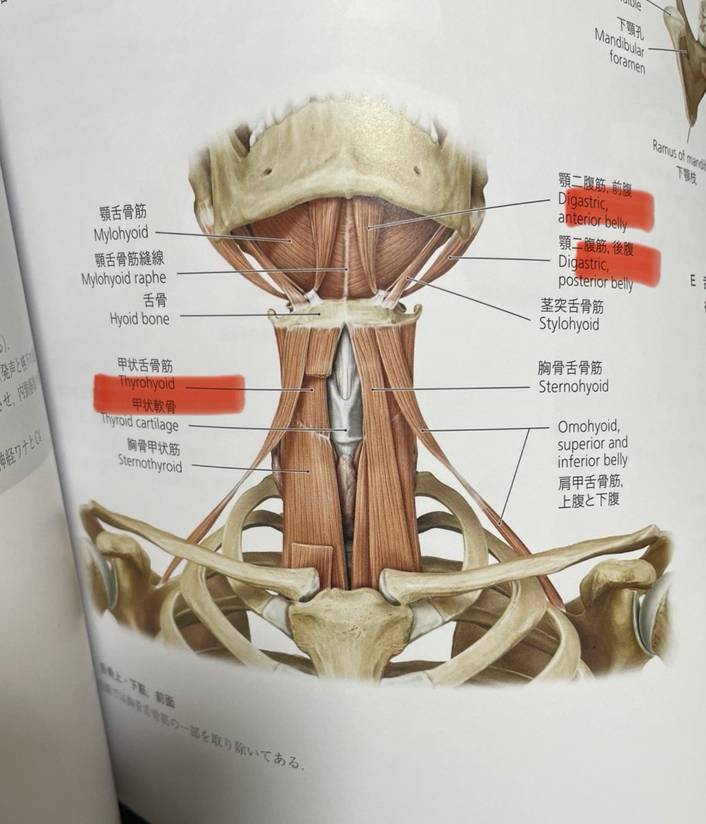 ゆうち｜「顔の設計図」を読み解く tweet media