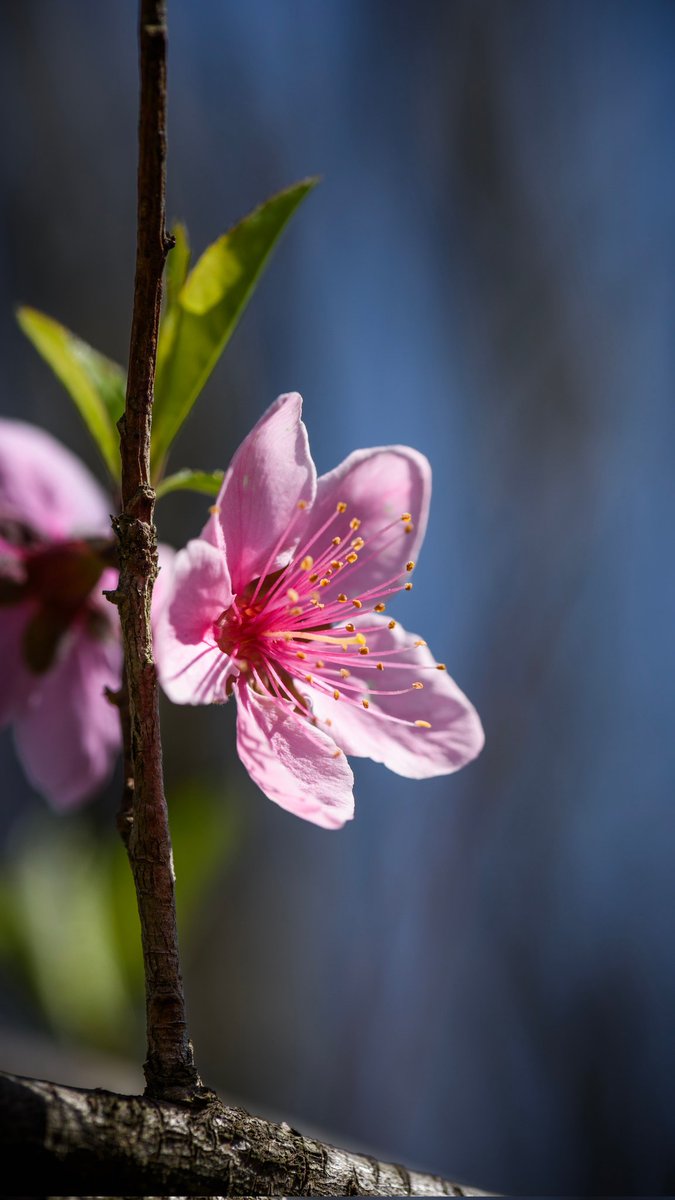 Sisi34844023's tweet image. Nature 🌺🌸🌺🌸🌺 flowers 
#NaturePhotography #NatureBeauty #NaturePhoto #WINTER