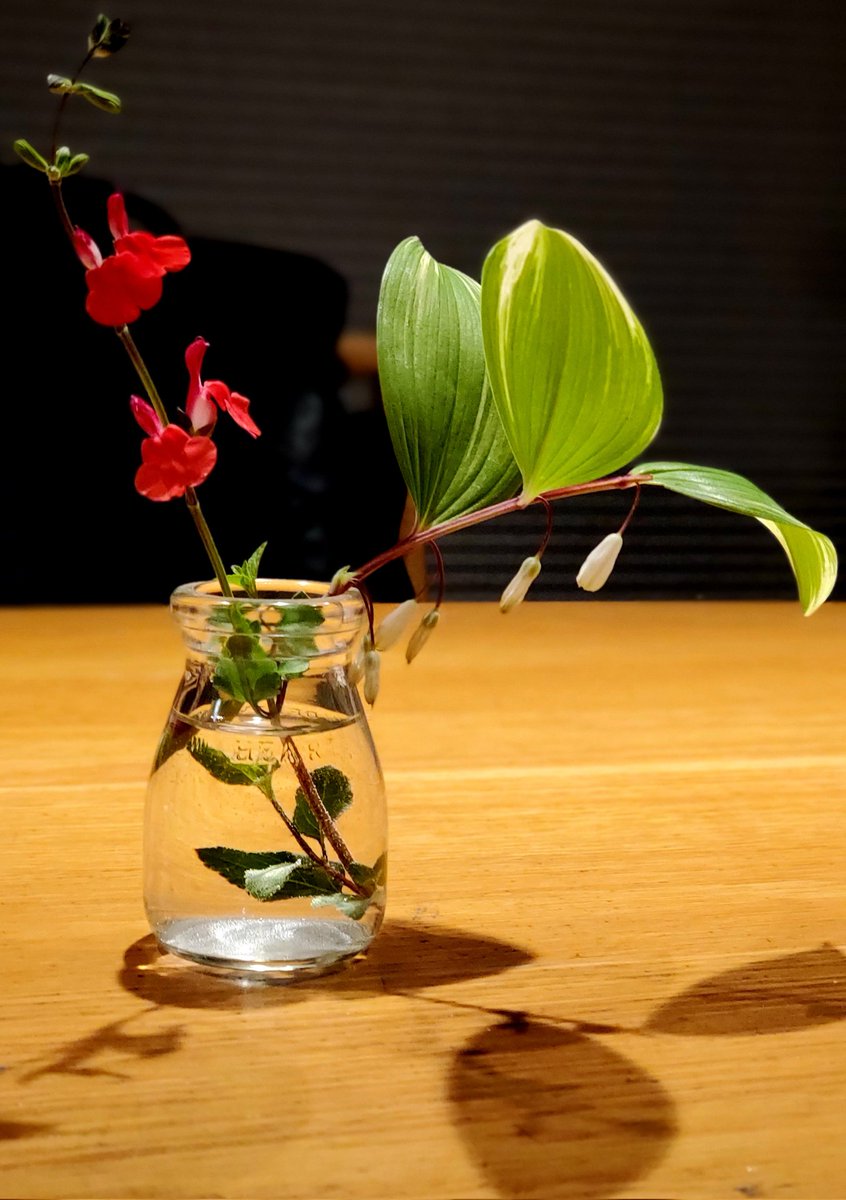 はい!練習します、のんの監督🎵🎹
大阪に向けてやる気全開💪
(庭の花木で生け花ゴッコ中のトモト)