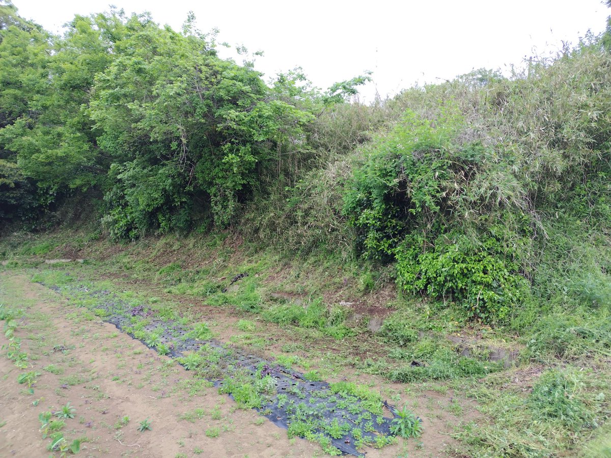 マック&シュンカナ-054🐈‍⬛🐈️ tweet media