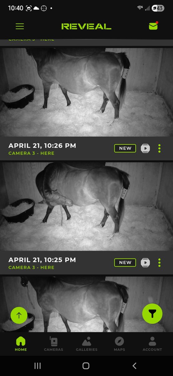 FloridaGirl 🇺🇲🌞🐎 tweet media