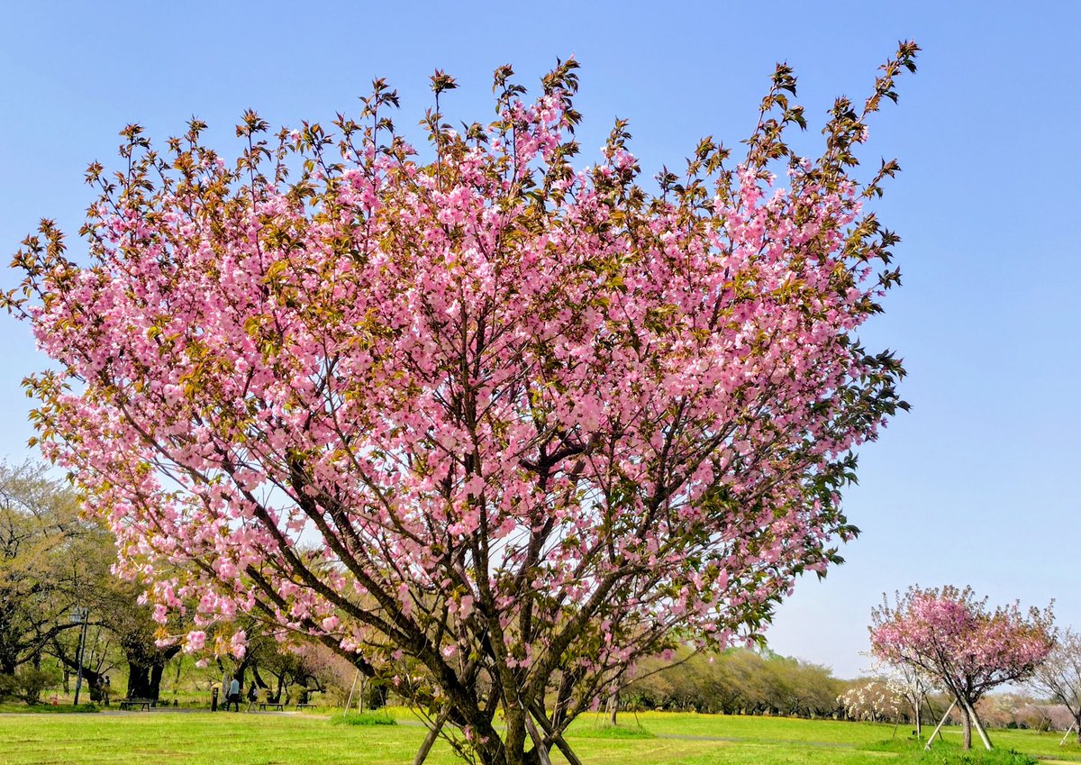 昨日から東北地方を旅行中だけど、やっぱり今年は🌸が早い！でも完全に終わってるわけじゃなく咲いてるものも少しはあるのでホッとしてる…今日は天気もよくてホント良かった😆✨