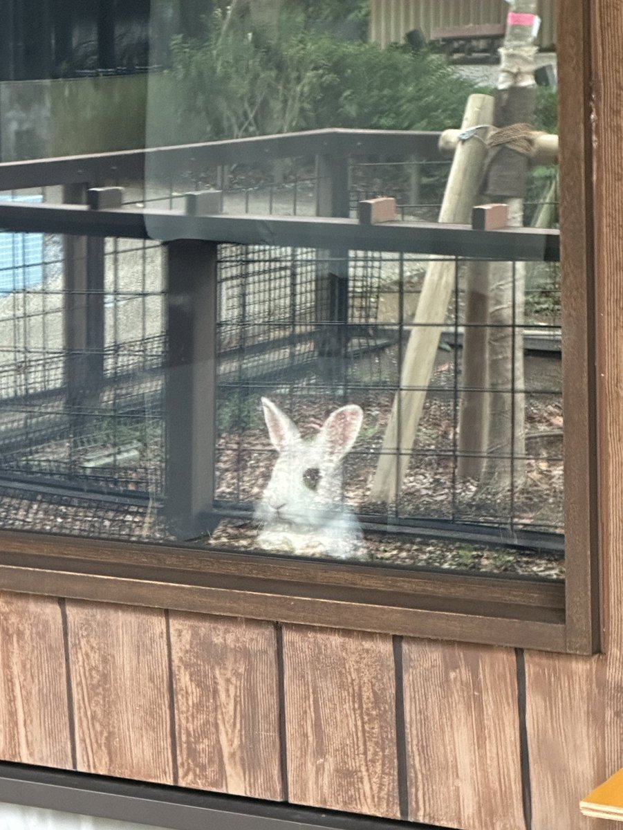 Dauzilla tweet media