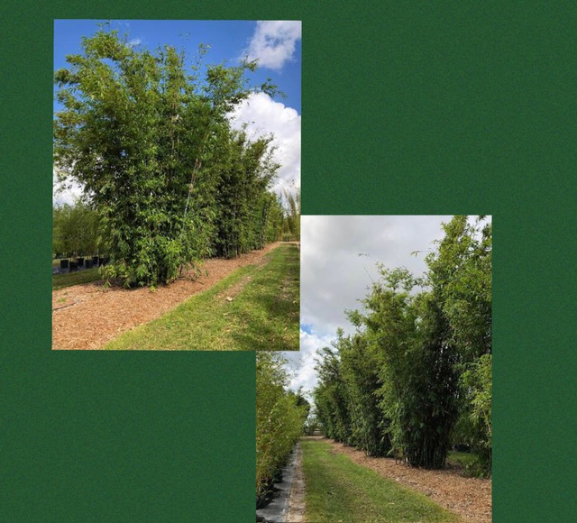 newshootsbamboo's tweet image. Beautiful Bambusa chungii - Tropical Blue Bamboo
Take a look at our website at: newshootsbamboo.com to shop all our Bamboo Plants!
#landscapedesign
#southflorida
#bamboo
#tropicalparadise
#greenliving
#plantbamboo
#landscapearchitecture
#outdoordining
#TropicalInspiration