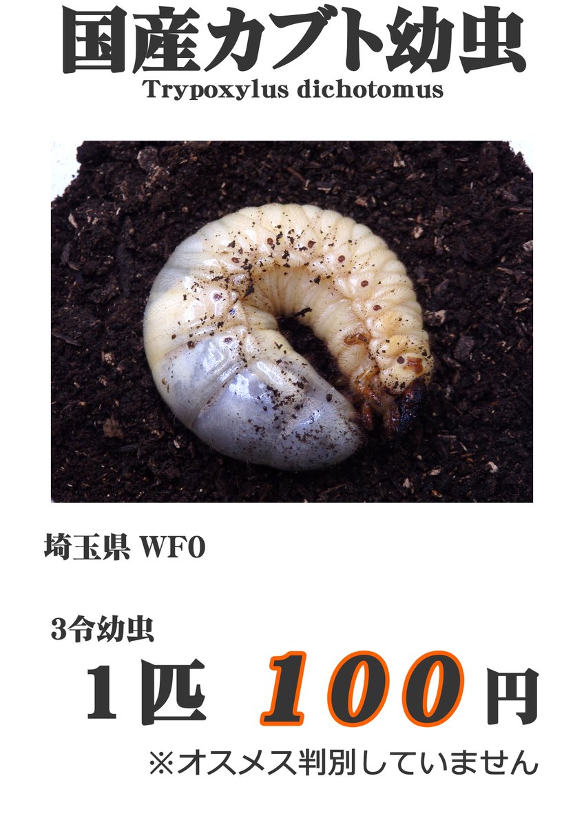 cafe_suzunari's tweet image. 累代表記の件皆さんに聞いといて良かった～危うく大量のラベルを印刷し直す所だったｗ
という事で、4月25日㈯に出品する生体です①💁
キッズさんもいらっしゃるようなので、国産カブト幼虫をキリが良い所で46匹持ってきます。※キッズじゃなくてもご購入頂けますｗ
#DreamChaser
