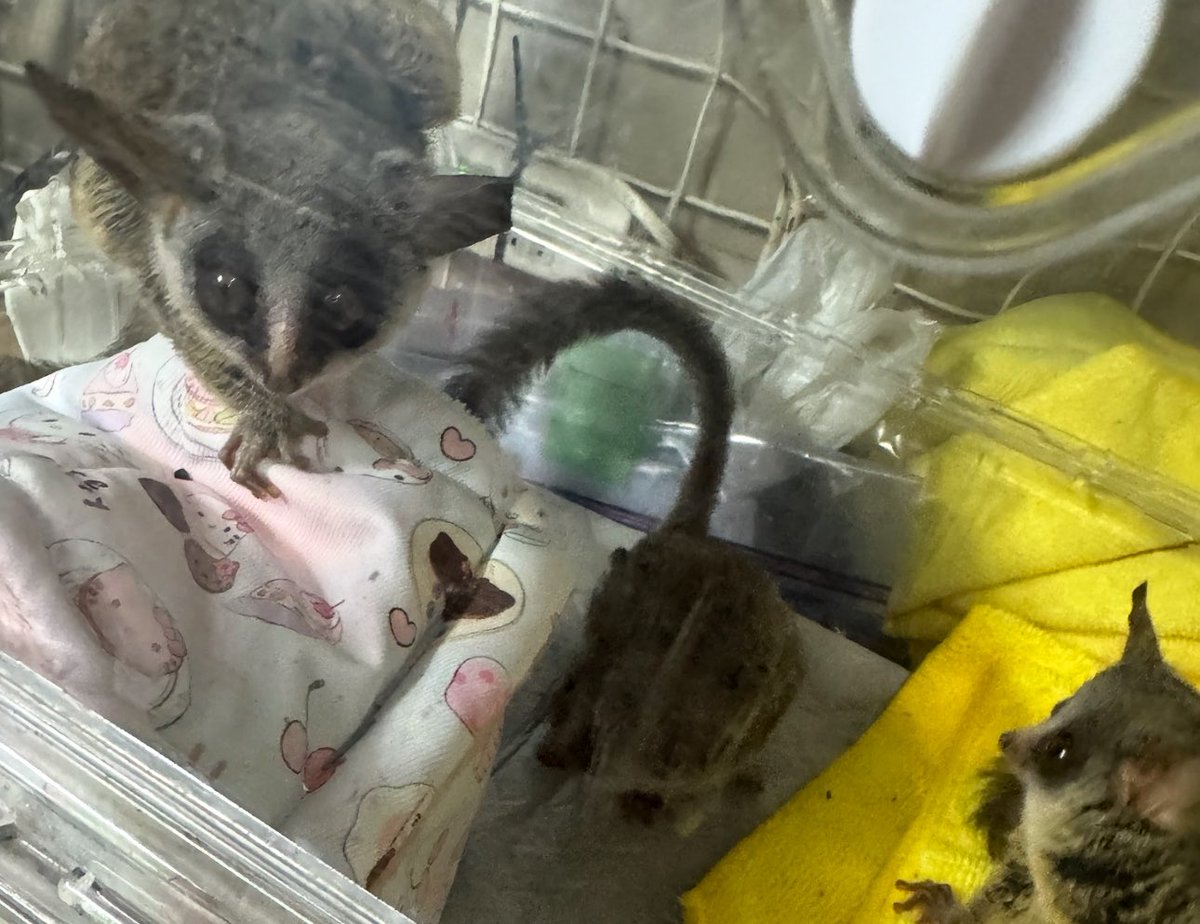 みー@大型犬ブリーダーエキゾハウスずーとぴあ中の人 tweet media