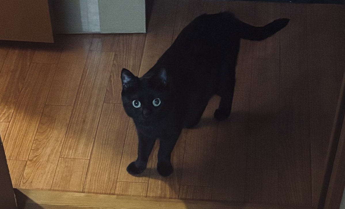 さばりんご。 tweet media