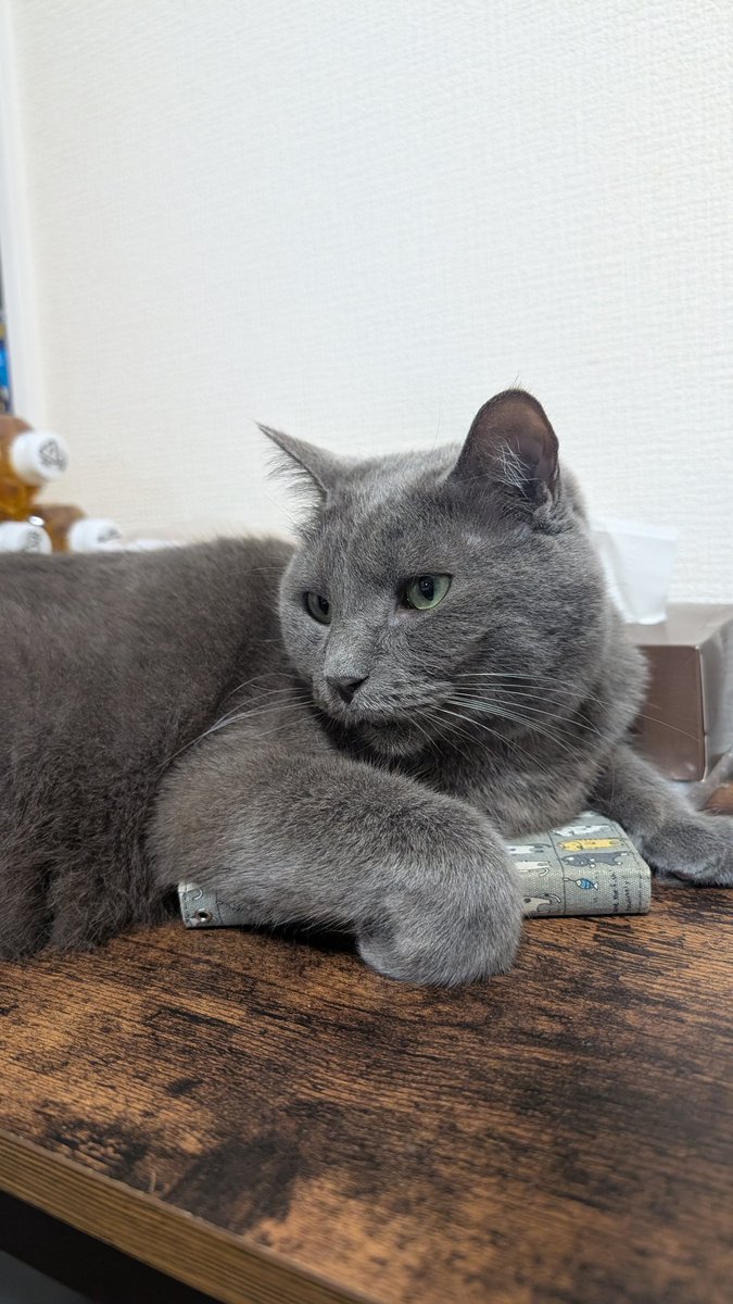 しっかり守ります😺 #グレー猫ズ #猫 #cat