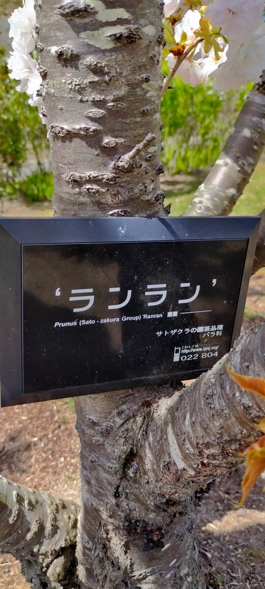 ヨッシー tweet media