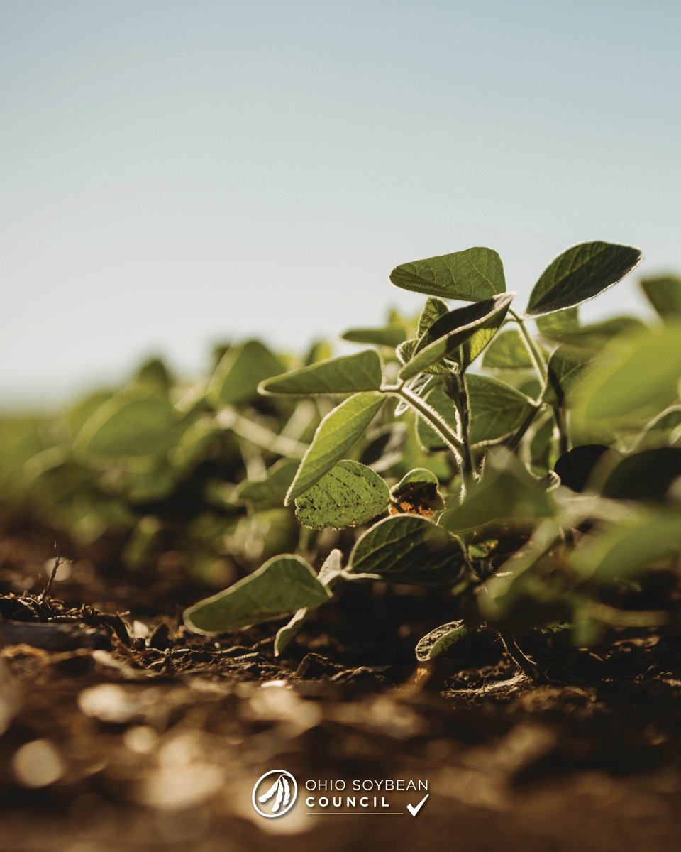 Ohiosoycouncil's tweet image. Caring for the land isn’t new—it’s how Ohio soybean farmers have always done it. Every decision is about leaving the land better for the next growing season and the next generation.
Happy Earth Day! 🌎 #CheckoffAtWork #ThinkFuture