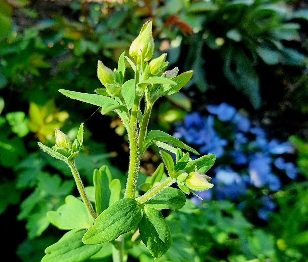 Gartenglück tweet media
