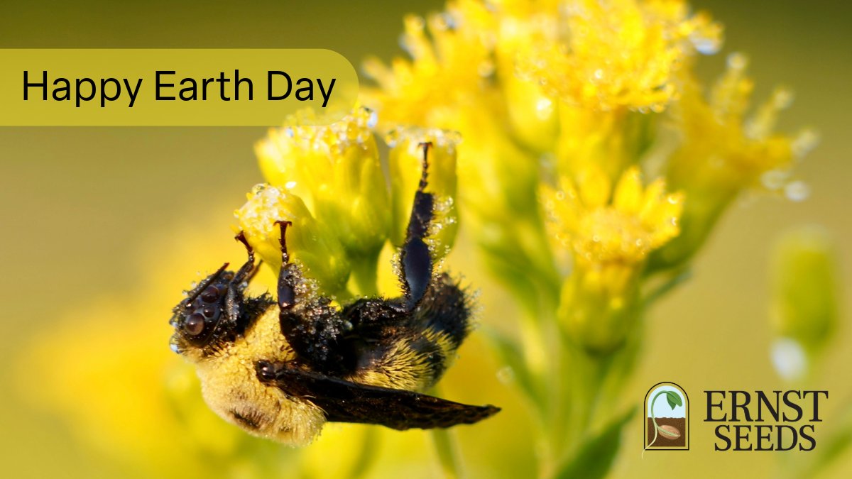 ErnstSeeds's tweet image. #ernstseeds #nativeseeds #nativeplants #earthday #earthday2026 #conservation #biodiversity