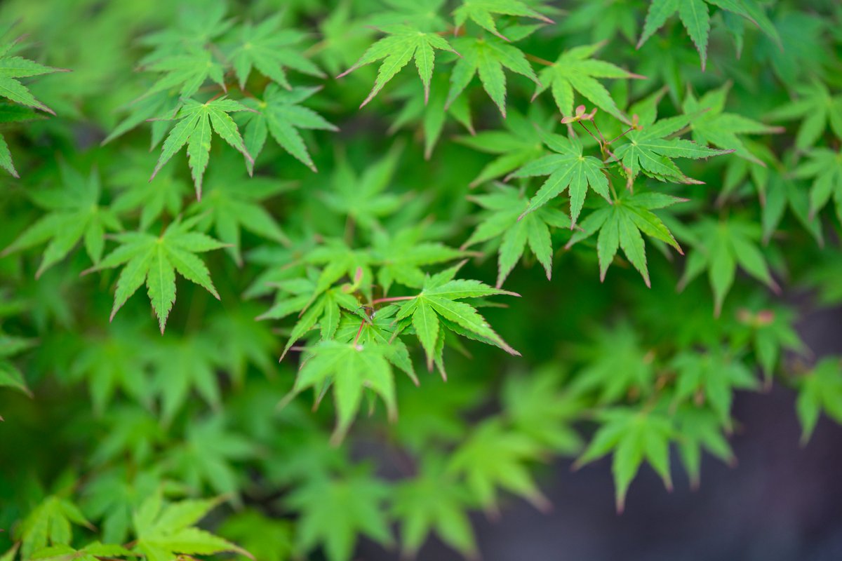 tsukougei's tweet image. Z 58mm f/0.95 S Noct　×　  Zf       
#Nikon #zf #私とニコンで見た世界 #紅葉 #写真 #spring