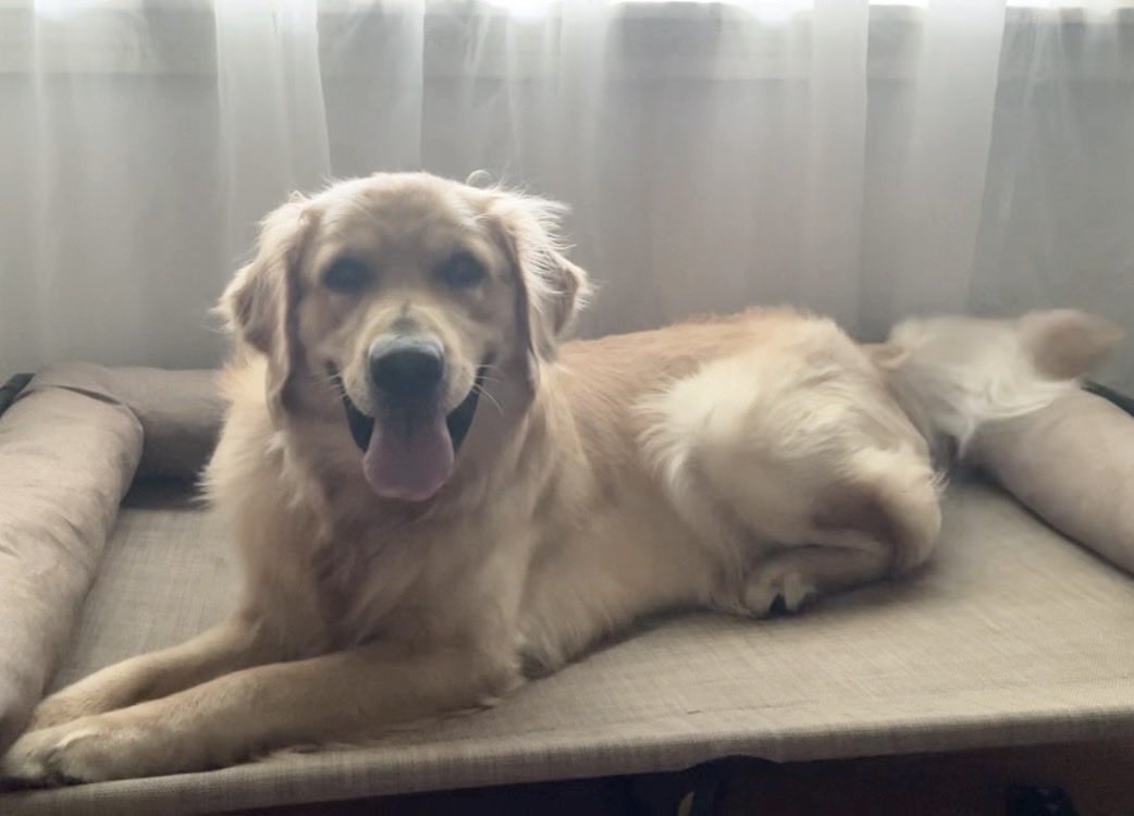 Chaise the Bloodstained Saint tweet media