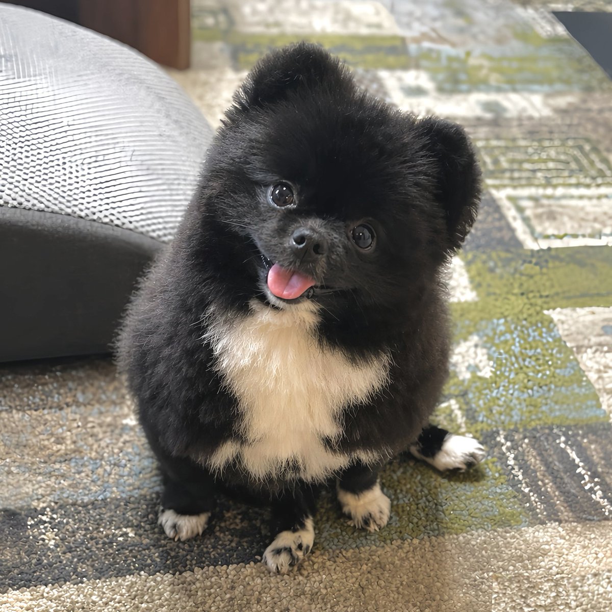 信楽焼たぬきのくつした｜漫画も連載中 tweet media