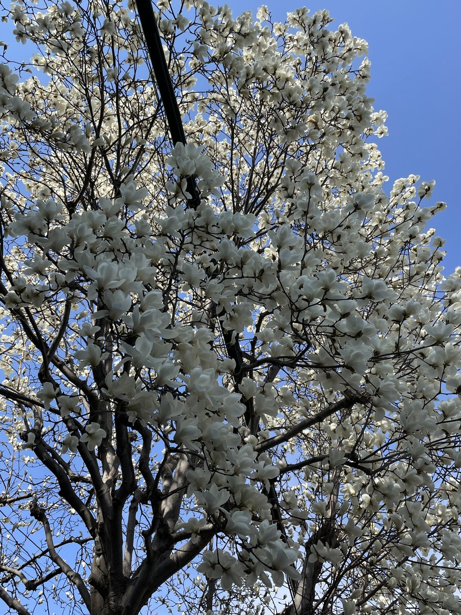 tkmakino's tweet image. #magnolia #hakumokuren #白木蓮
