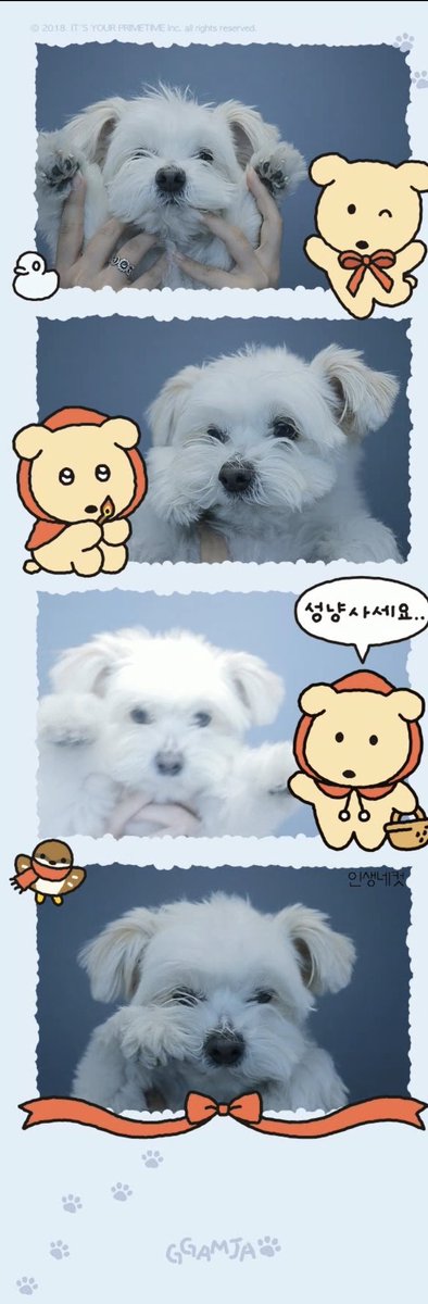 강아지 tweet media