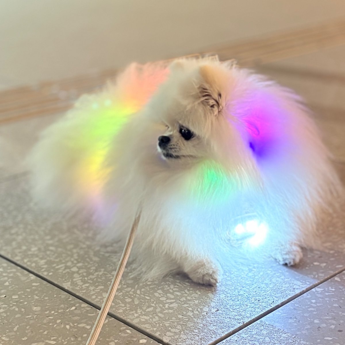 ゆきみ と だいふく tweet media