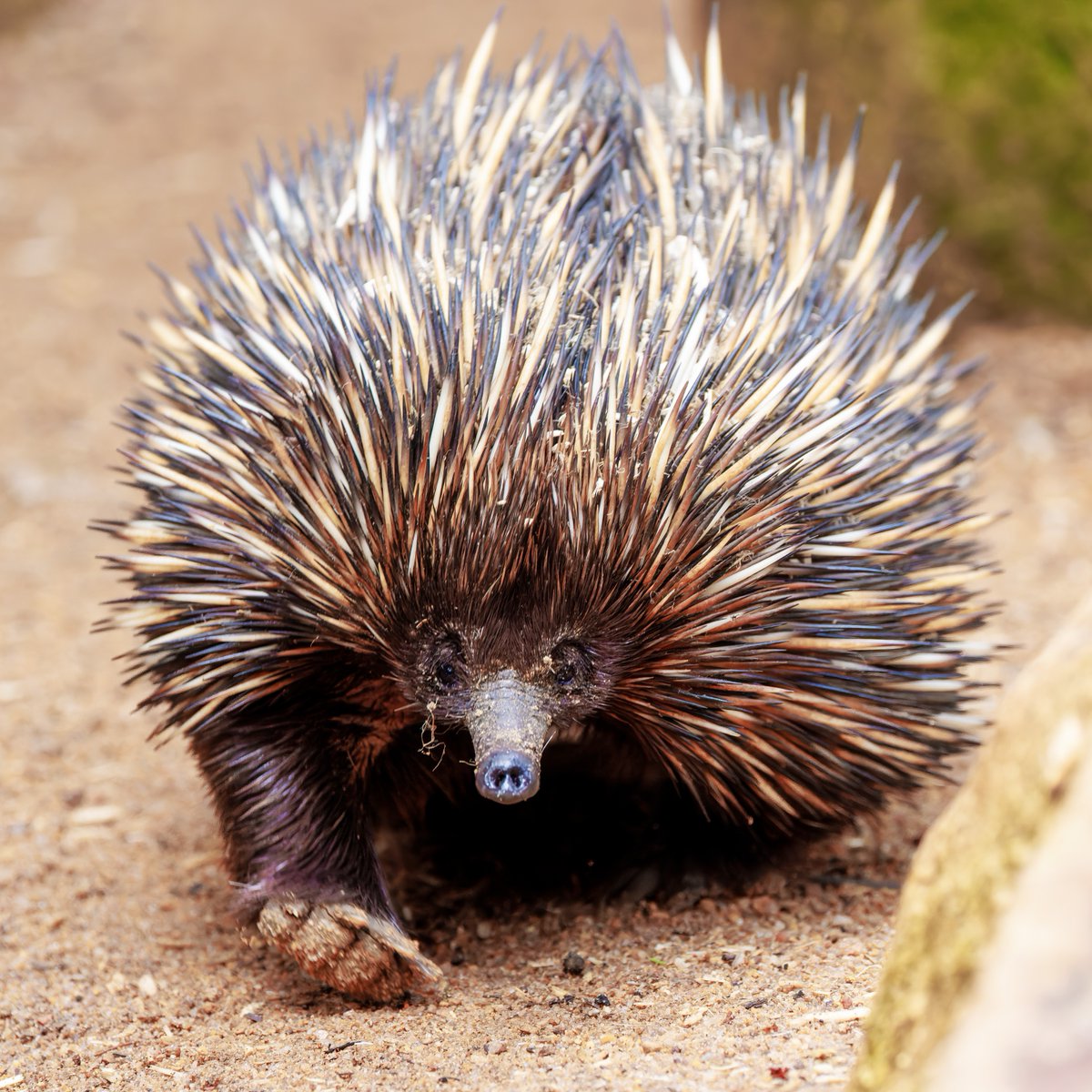 AnimalPlanet's tweet image. Australia's spikiest sniffer 👀

#DidYouKnow Echidnas have toothless jaws!

📸: Robbie Goodall

#echidna #wildlife #shortbeaked
