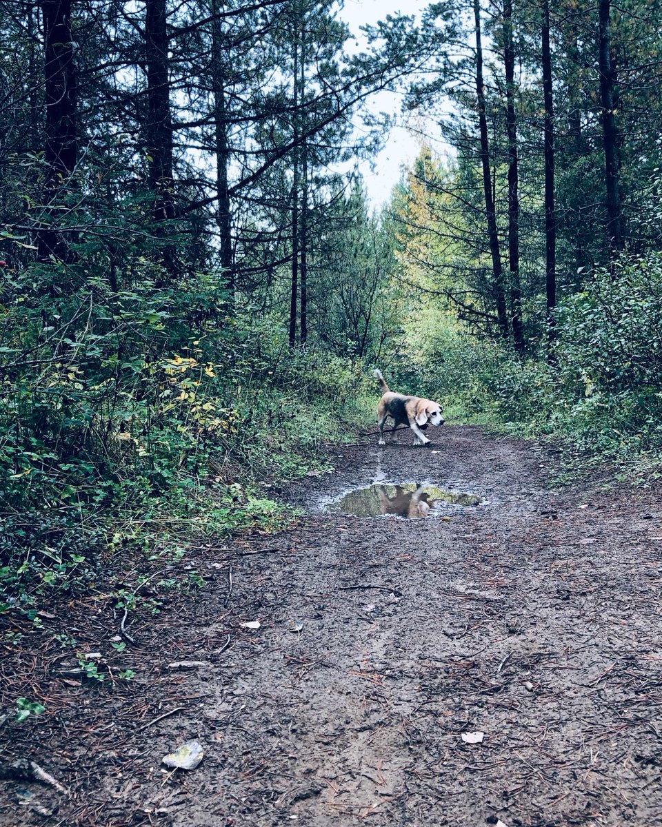 Beagle Facts tweet media
