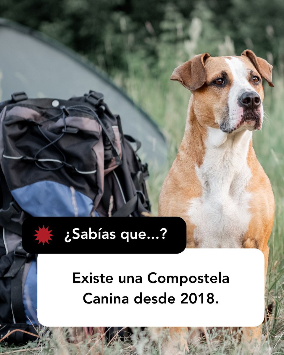 Los perregrinos existen 🐾 y, si hacen el Camino junto a su humano, también se les reconoce el mérito en forma de credencial. 

¿Vuestro peludito ya tiene la suya? 🏅

#CaminodeSantiago #peregrinos #elCaminoconmascotas #CompostelaCanina #SantiagodeCompostela