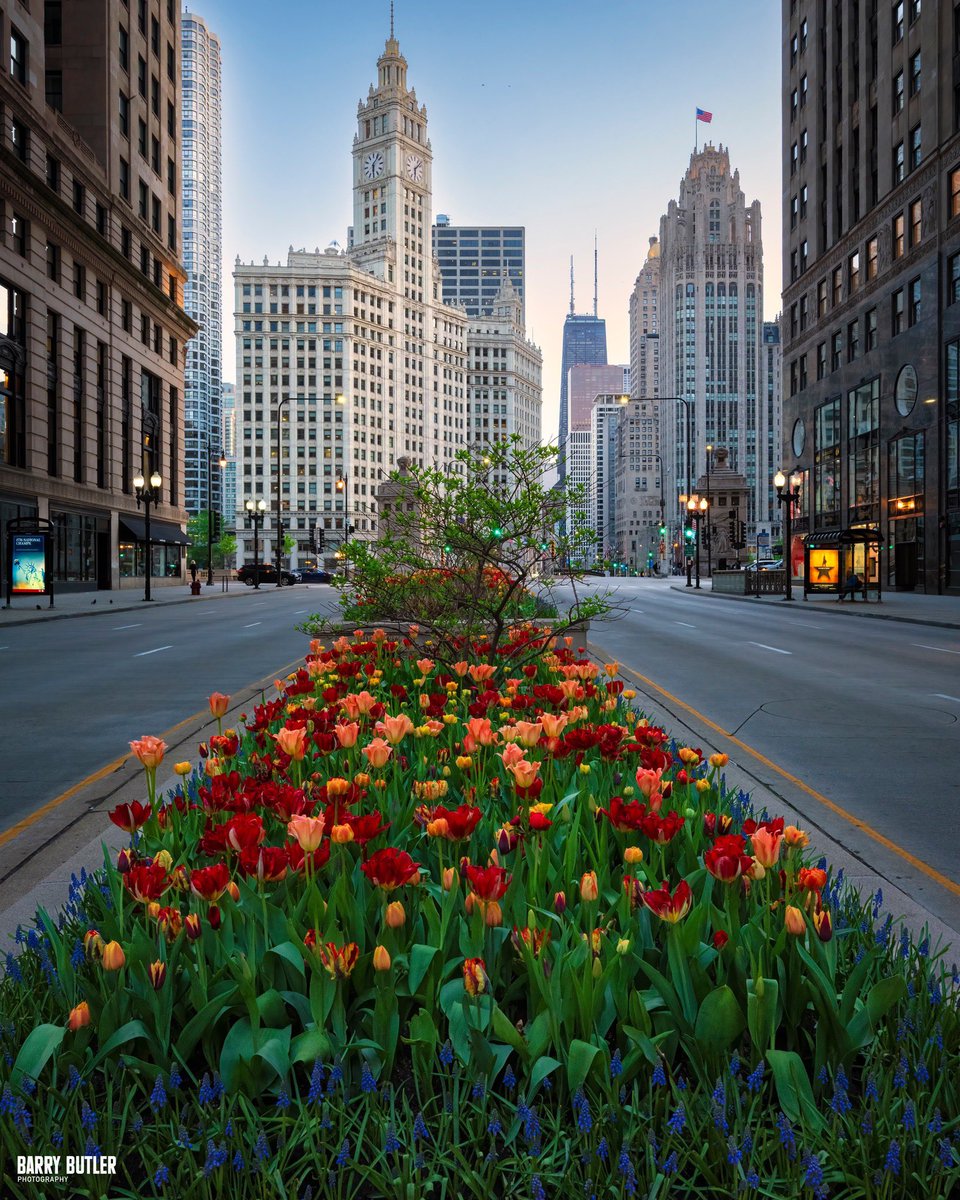 Today in the Tulips.  Michigan Avenue in its spring color palette peak on Wednesday.  The tulips are planted by the non-profit, A Safe Haven Foundation.  Help those you help you see beauty on the Mag Mile, donate what you can at bit.ly/4cdBWoG