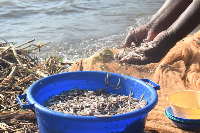 JordanDailyJO's tweet image. Lake Victoria women defy taboos, embrace fishing amidst climate concerns 

jordandaily.net/article/51770 

#Jordan #ClimateChange #LakeVictoria