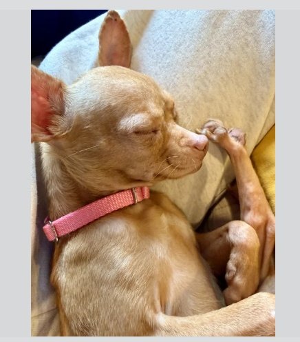 LisaBrabson's tweet image. My friend Marilyn &amp;amp; her tiny pup,Kendra r living on extremely fixed income,elderly,can barely walk,can't afford rent,electricity,food..
No family,just us to save their 🏡
Won't u plz #Donate to save them 
PayPal.me/BellaandVinnie no amount is too small, plz help them,thank u❤️