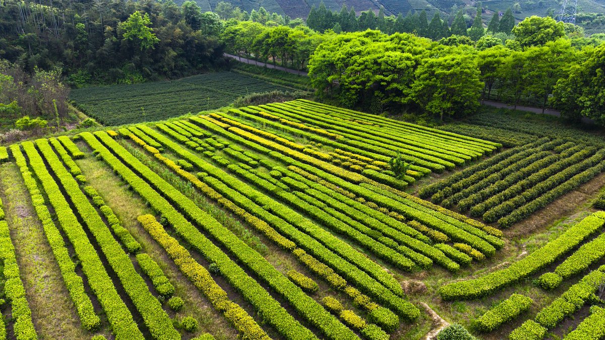 吃笋喝茶（互fo） tweet media