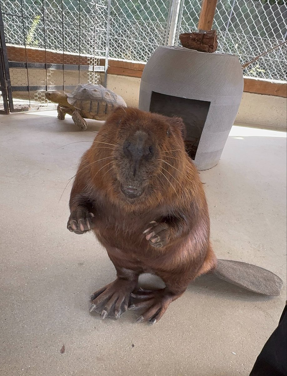 photo_beaver's tweet image. おやつをもらえることを確信してるかのようなカカオ

#アメリカビーバー
#beaver 
#トリアスふれあい動物園
#カカオ