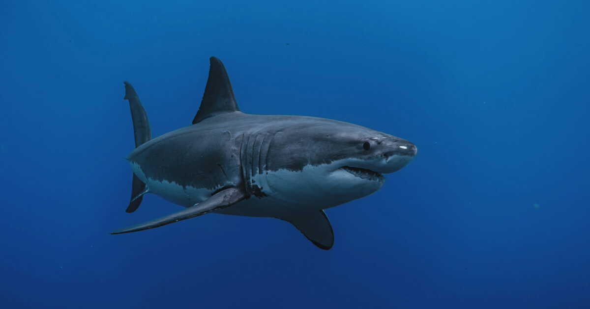 Vetitude's tweet image. 🦈 Les grands #requins pourraient bientôt devoir plonger très profondément dans les océans

ow.ly/YLNO50YNQ2g
