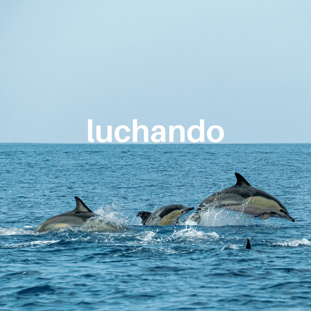 Programa ONU Medio Ambiente tweet media