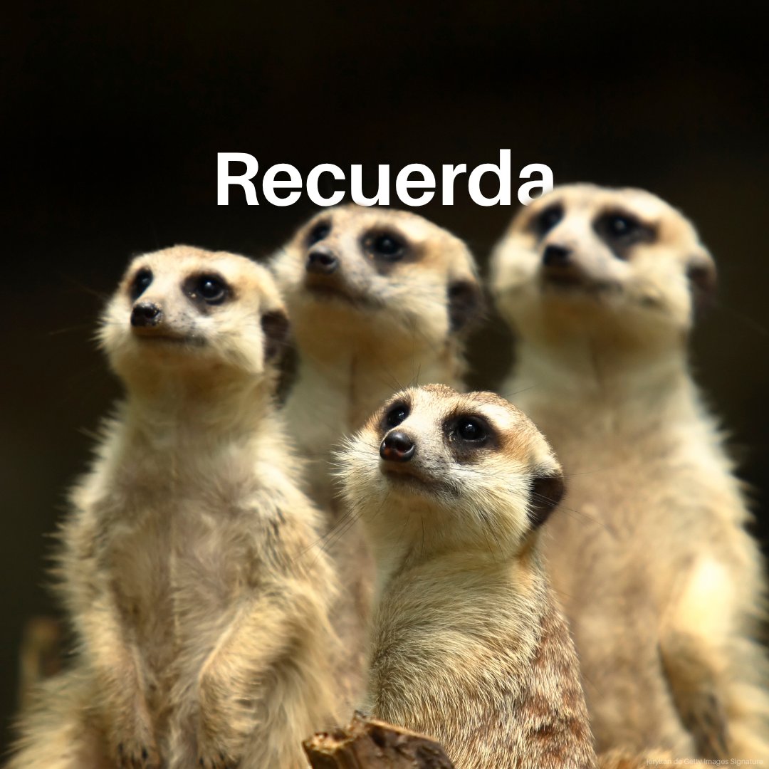 Programa ONU Medio Ambiente tweet media