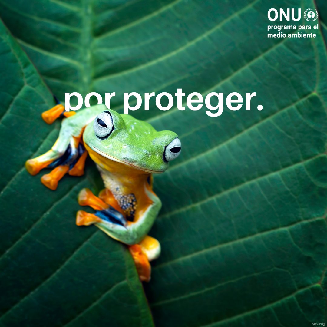 Programa ONU Medio Ambiente tweet media