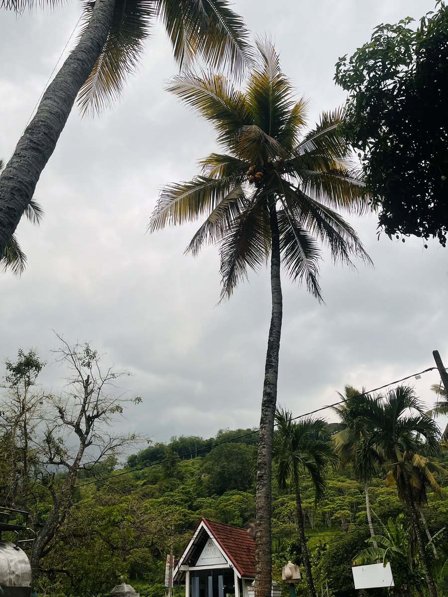 bodaraga1's tweet photo. Hello rain 🥺 https://t.co/HNXk9uA7xp