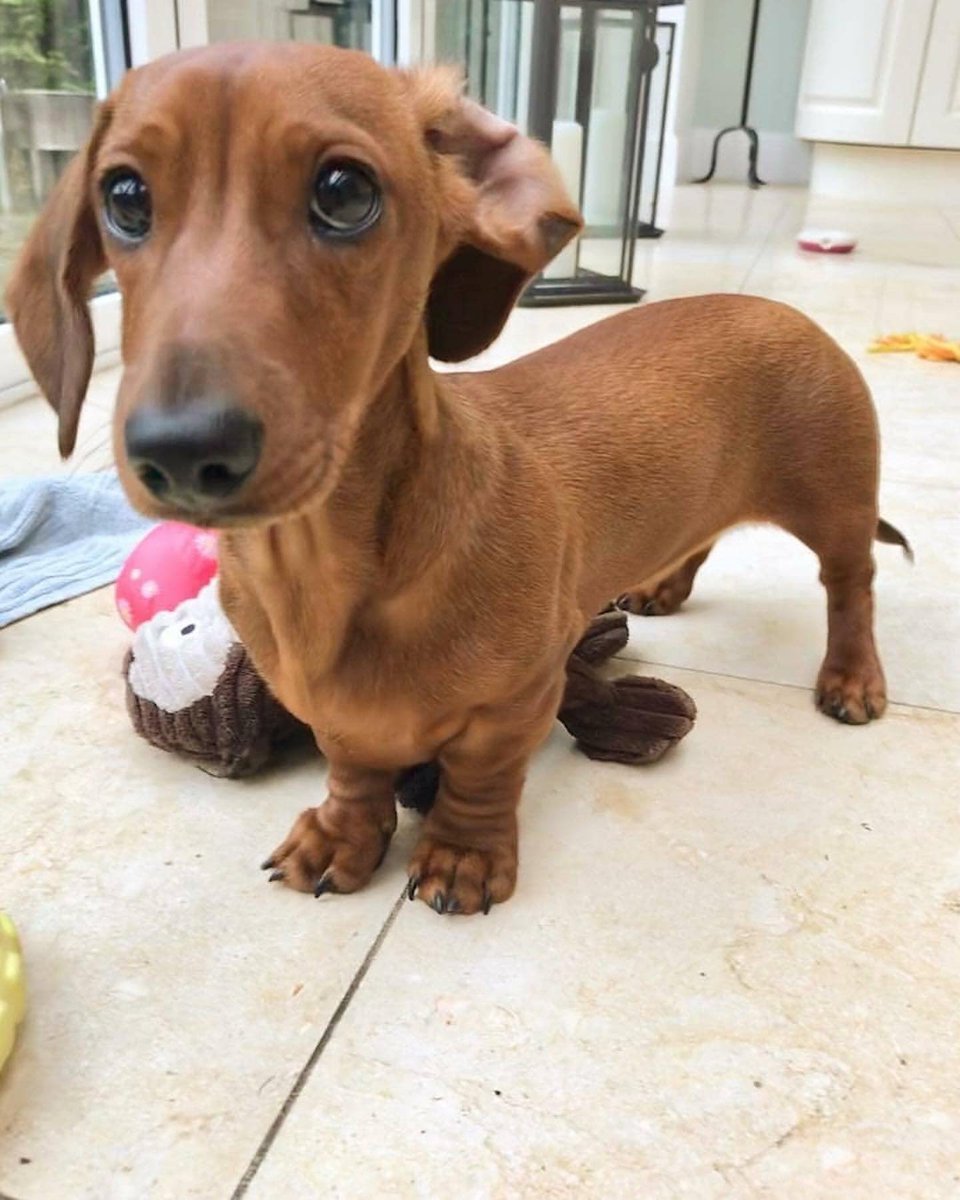 Salsichinhas tweet media