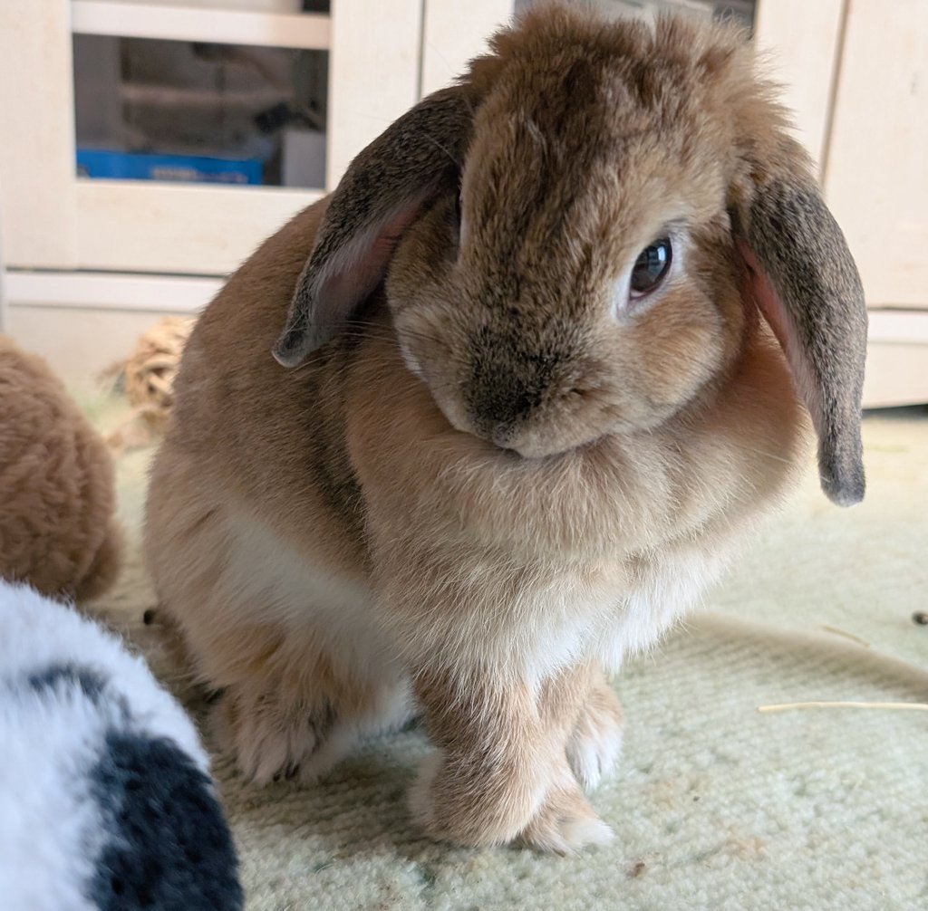 mlkchcusa's tweet photo. マフのお手入れ中のお顔かわいいよね

#うさぎ #うさぎのいる暮らし https://t.co/eb2ZTXRebU