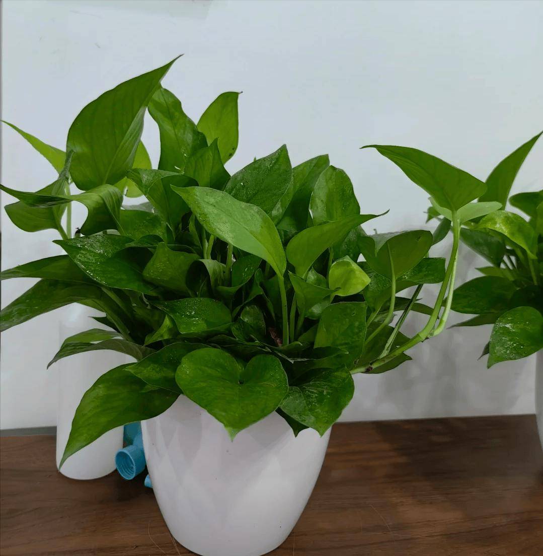 ff4753753's tweet photo. " Pro tip for your pothos: Let soil dry 1-2 inches deep before watering! Thrives in bright indirect light—no direct sun burns. Watch it trail happily!  #PlantParenthood #EasyPlants" https://t.co/yoIAnnGHDK
