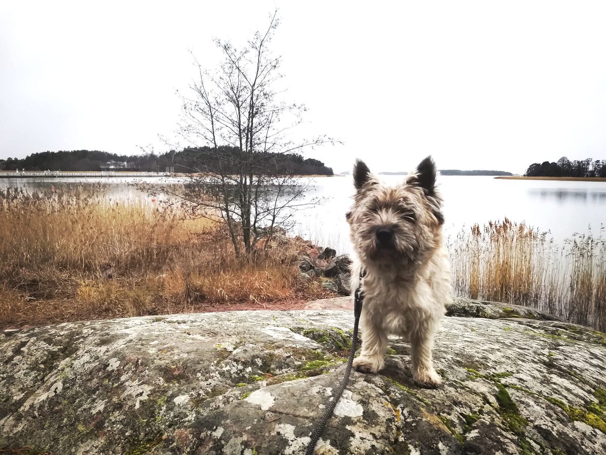 mkostiander's tweet image. Timppa kävi ortopedillä. Hyvä käynti, ja otti kokonaisvaltaisesti asiat huomioon.

Ongelmapaikka tuntui paikantuvan vas etusen/lavan tienoille. Jatketaan roplaamista.

Kokonaistilanne kuulemma todella hyvä. Etenkin ikä huomioiden. Timppa meinaa porskuttaa vielä😍😇.