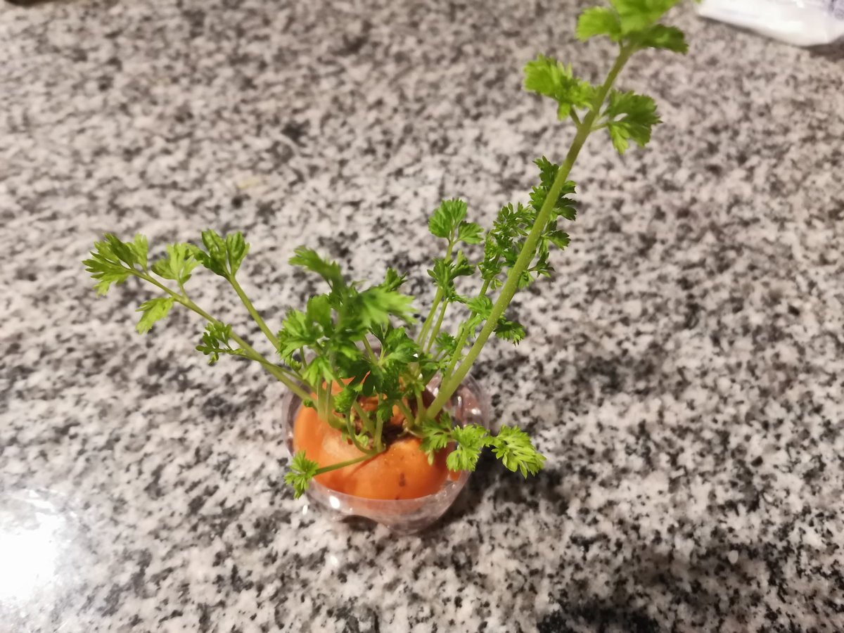coffee_record_'s tweet photo. 流石に成長が早い🥕 https://t.co/olz8J4aeOf