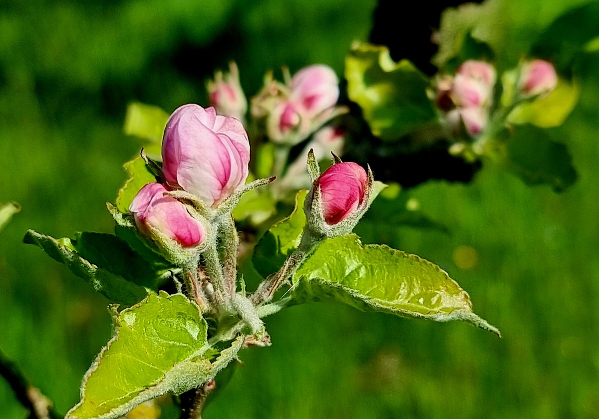 Gartenglück tweet media
