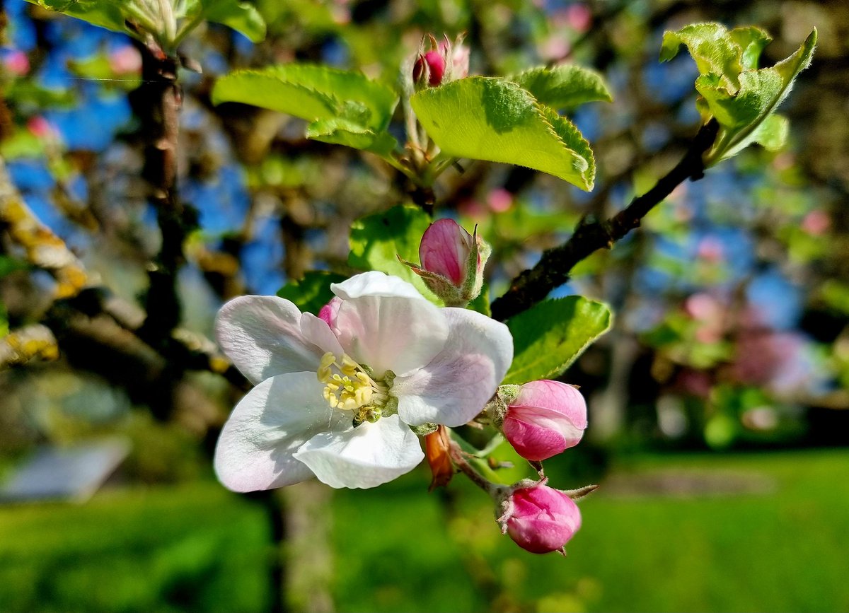 Gartenglück tweet media